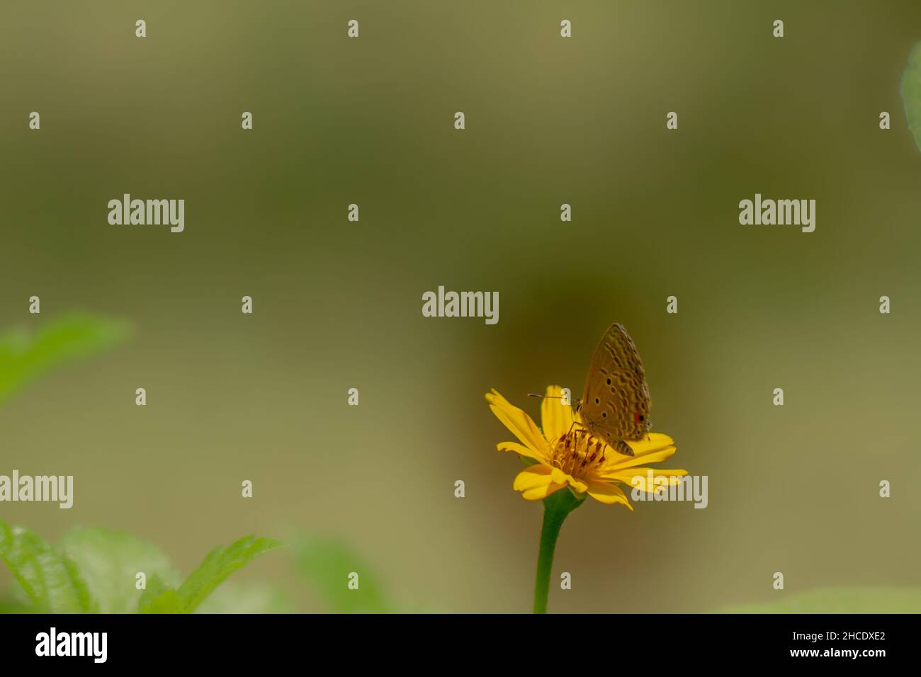 A brown butterfly looking for honey and perched on a yellow creeping buttercup flower blurred green foliage background, nature concept Stock Photo