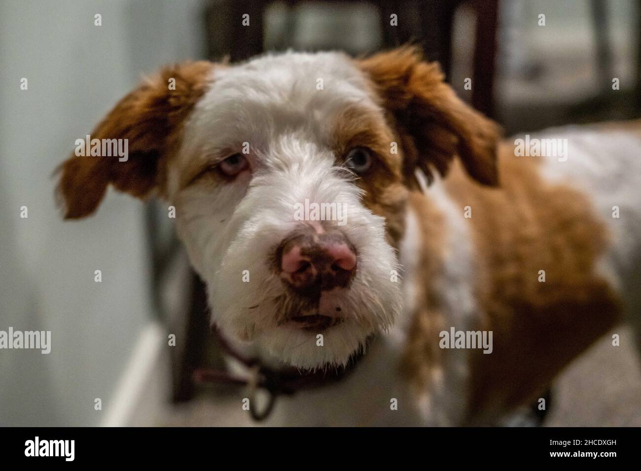 A Jack Russel Terrier in Lake Minnesota Stock Photo Alamy