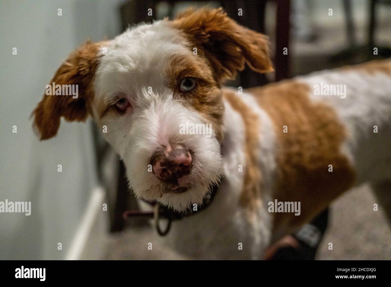 Jack russel puppies hires stock photography and images Alamy