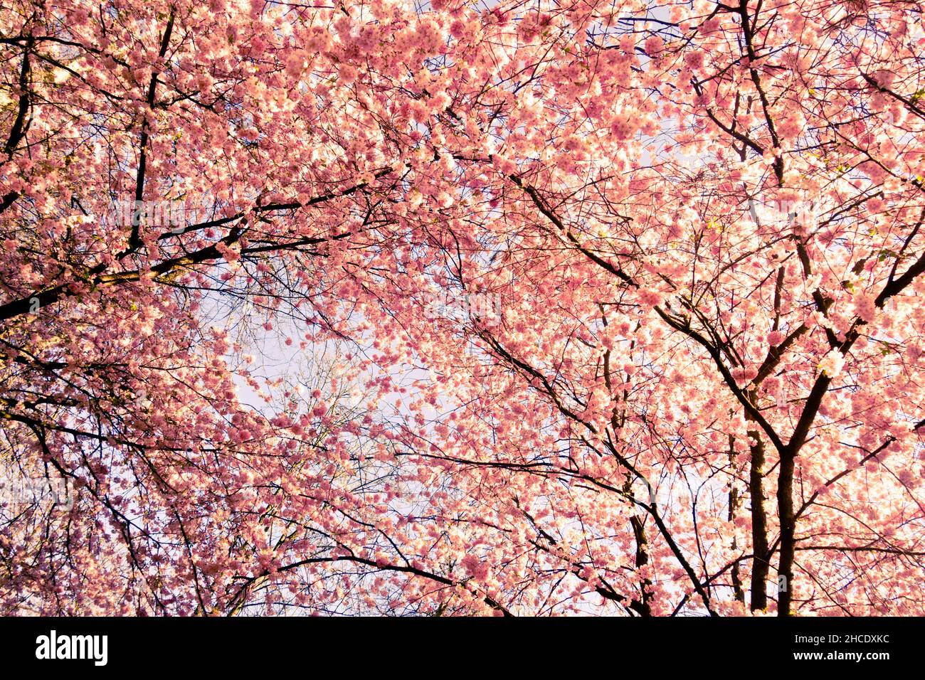 Cherry blossom spring landscape hi-res stock photography and images - Alamy