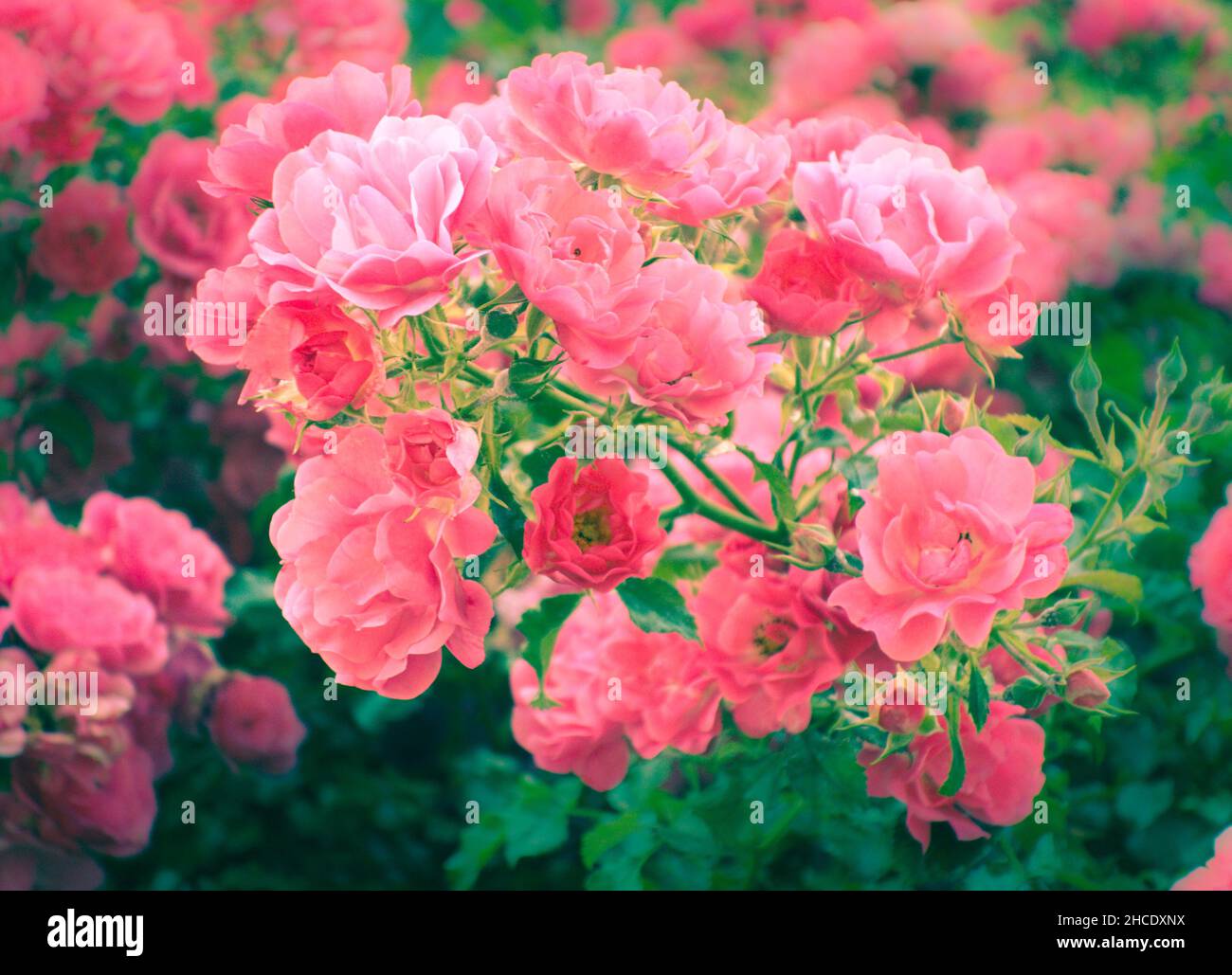pink shrub roses Stock Photo Alamy