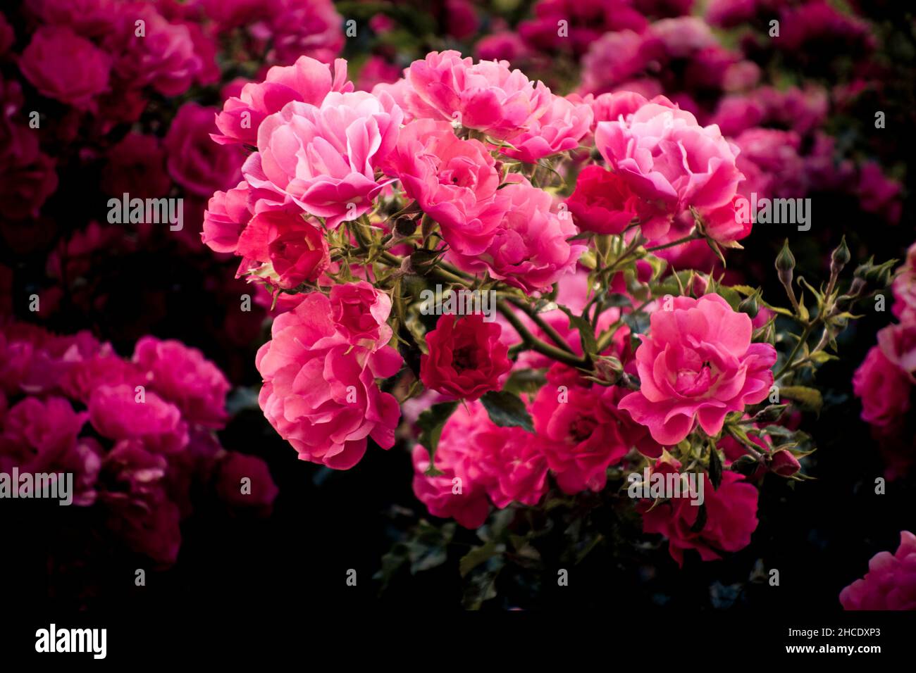 pink shrub roses Stock Photo - Alamy