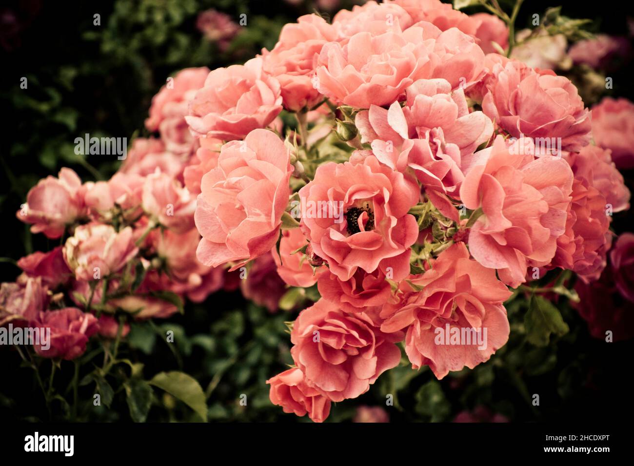 pink shrub roses Stock Photo Alamy