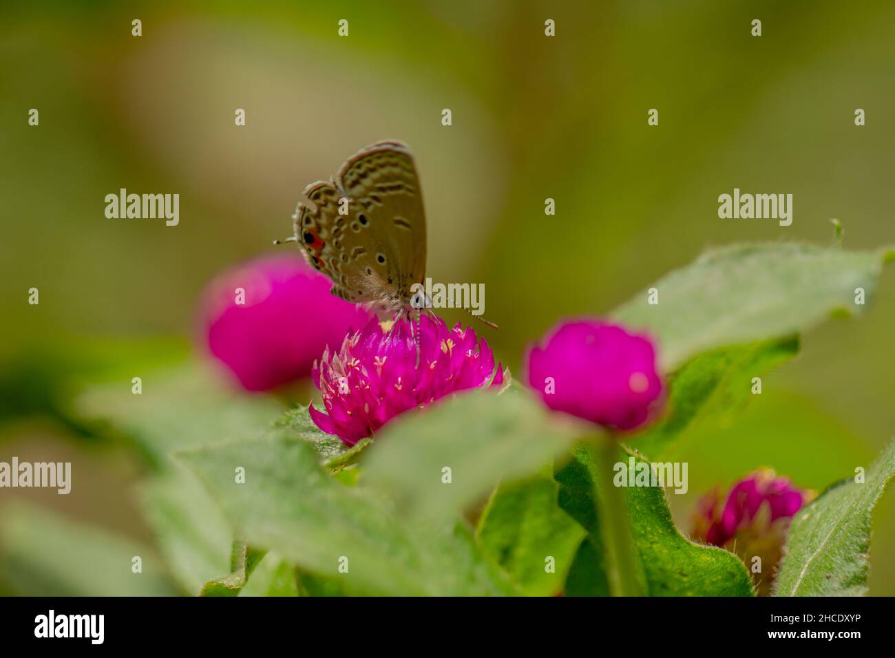 A brown butterfly looking for honey and perched on a pink zinnia flower on a blurry green leaf background, nature concept Stock Photo