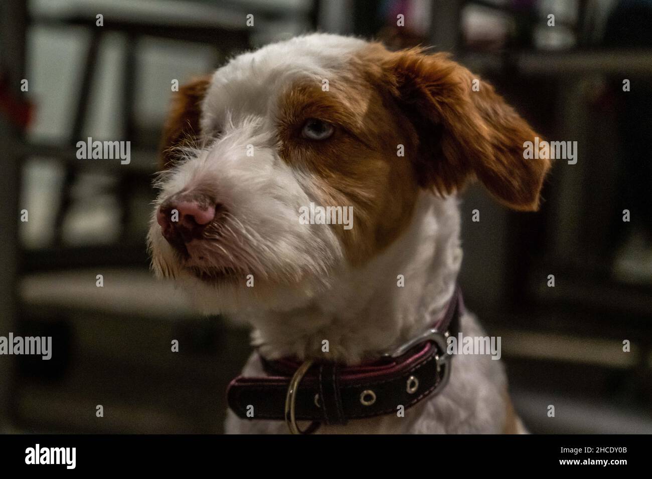 Jack russel puppies hires stock photography and images Alamy