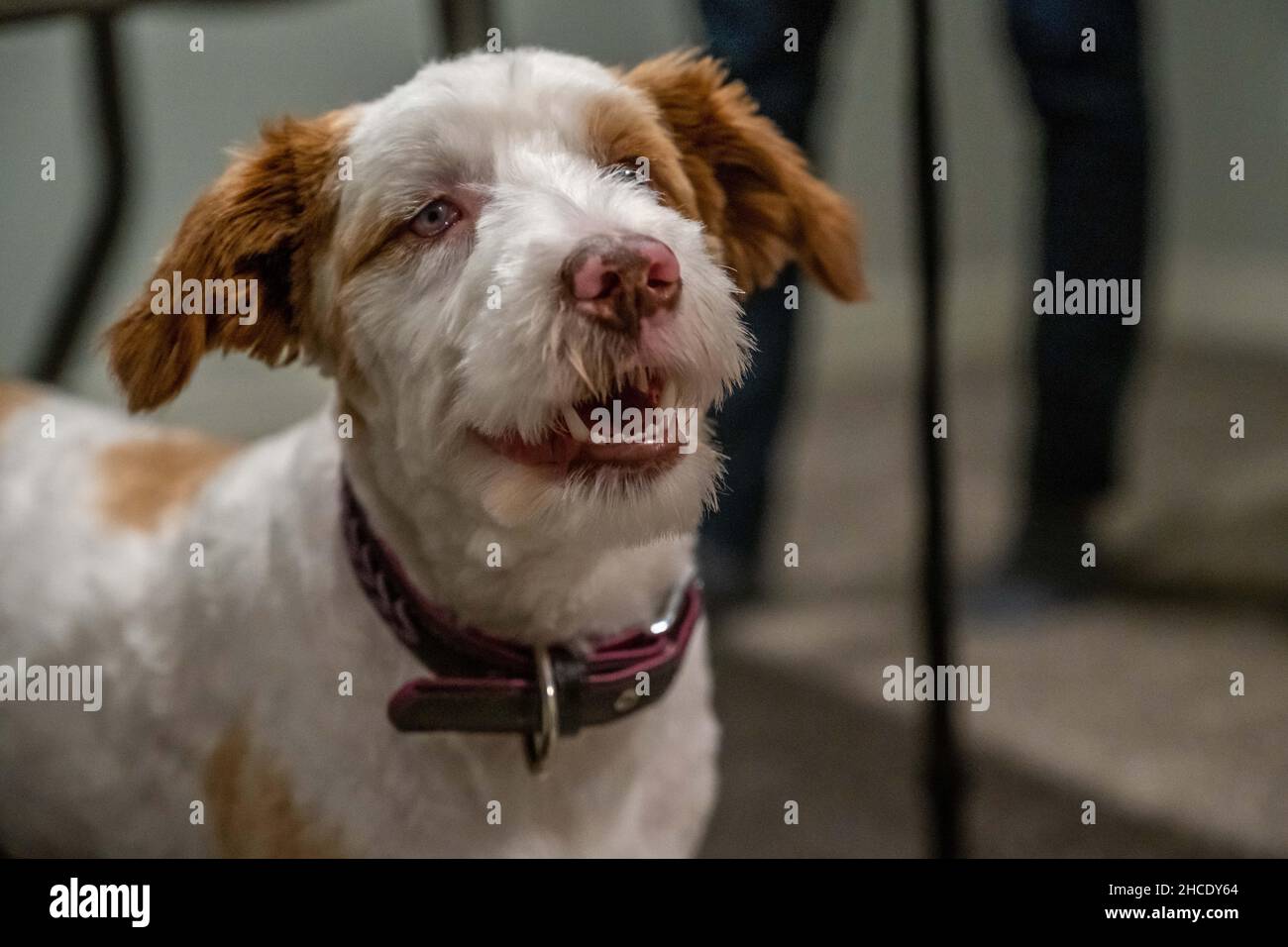 A Jack Russel Terrier in Lake Minnesota Stock Photo Alamy