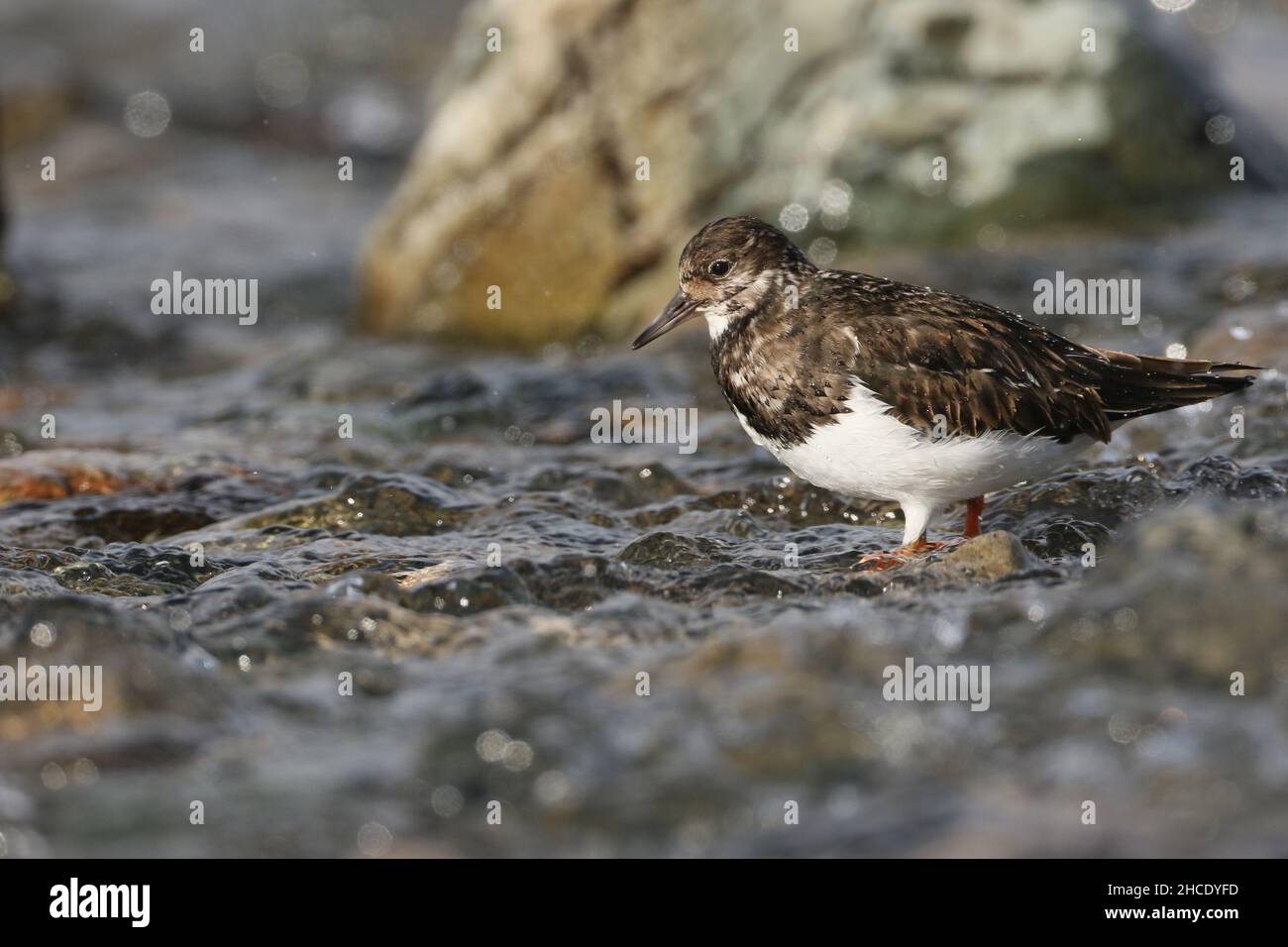 Turnstone in Winter plumage feeding in a stream close to its flowing into a sea loch. Stock Photo