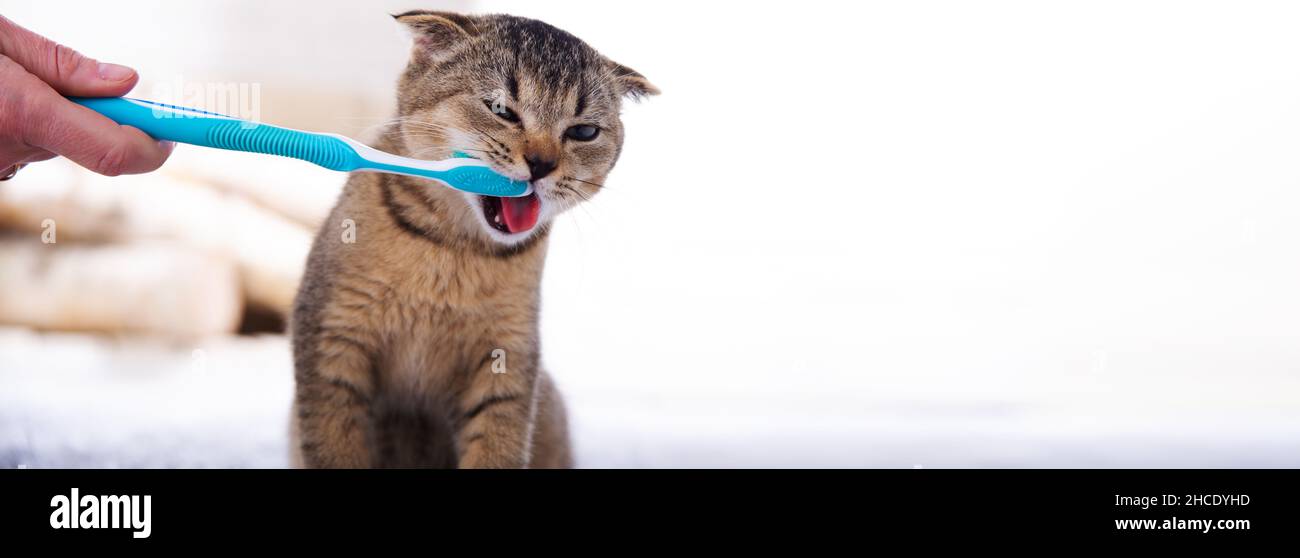 Beautiful kitten and a toothbrush. Cat brushing teeth Stock Photo Alamy