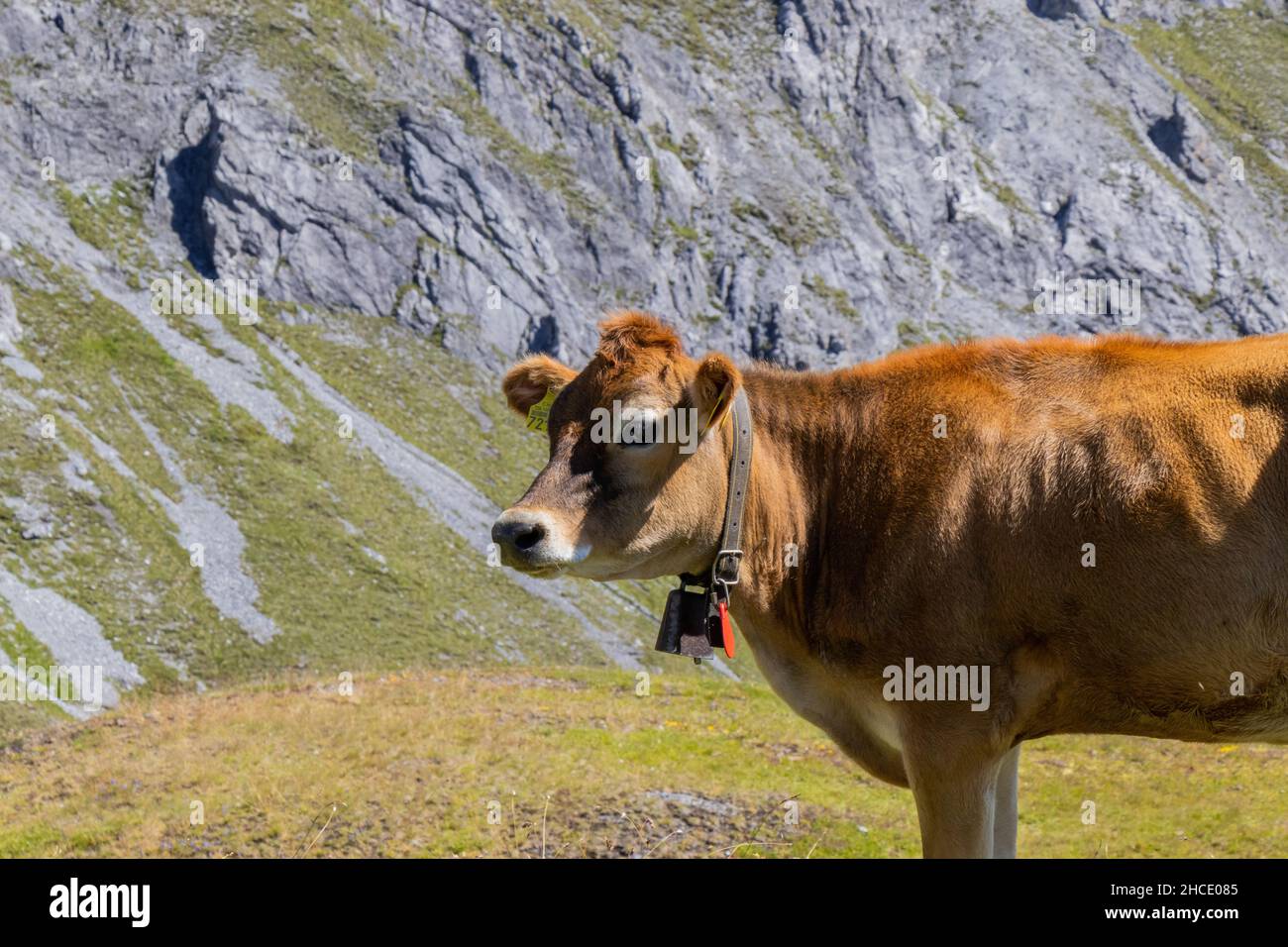 Beautiful view of a cow grazing in the meadow Stock Photo - Alamy