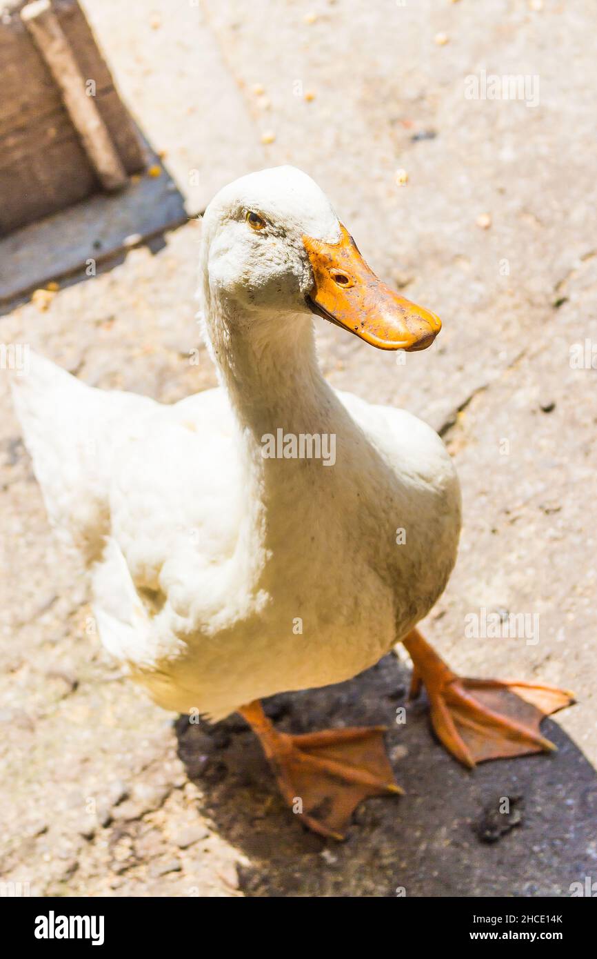 White domestic duck with orange beak Stock Photo