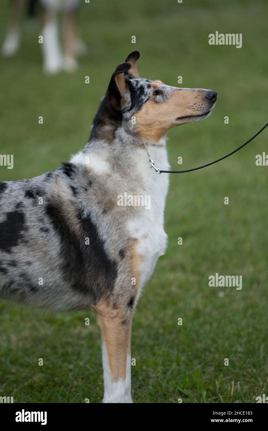 Collie looking at the handler in the conformation event at a dog show Stock Photo