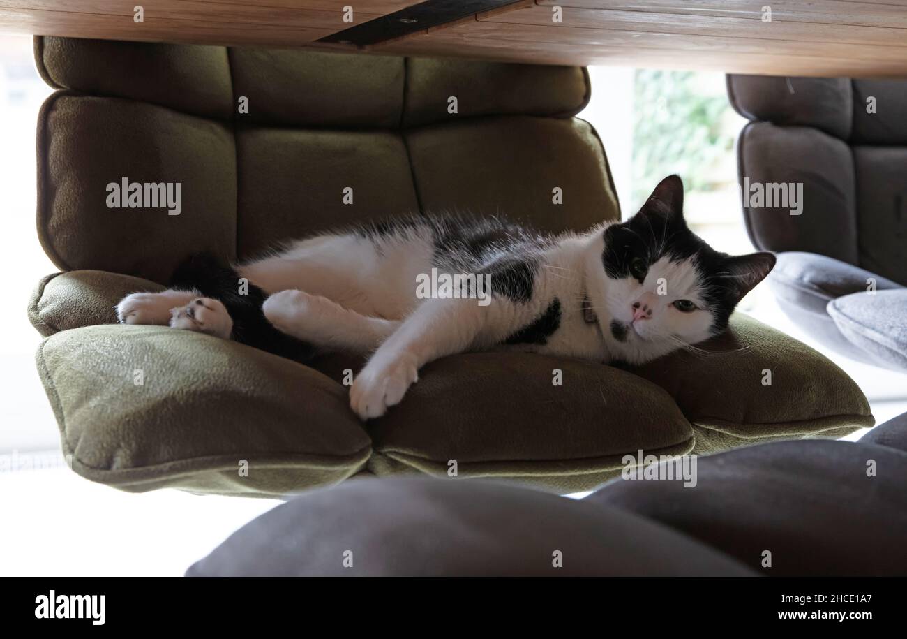 Black and white cat sleeping on a chair Stock Photo - Alamy