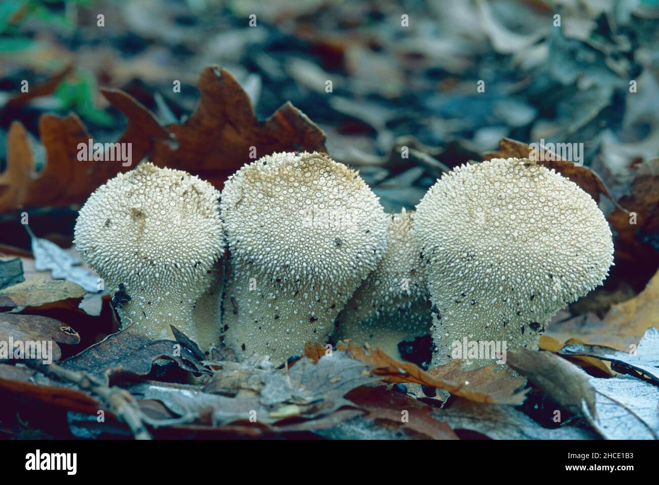 specimens of common puffball mushroom, Lycoperdon perlatum, Agaricaceae Stock Photo