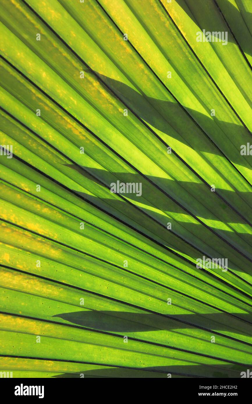 Full frame of green palm fronds growing in the beautiful sun Stock