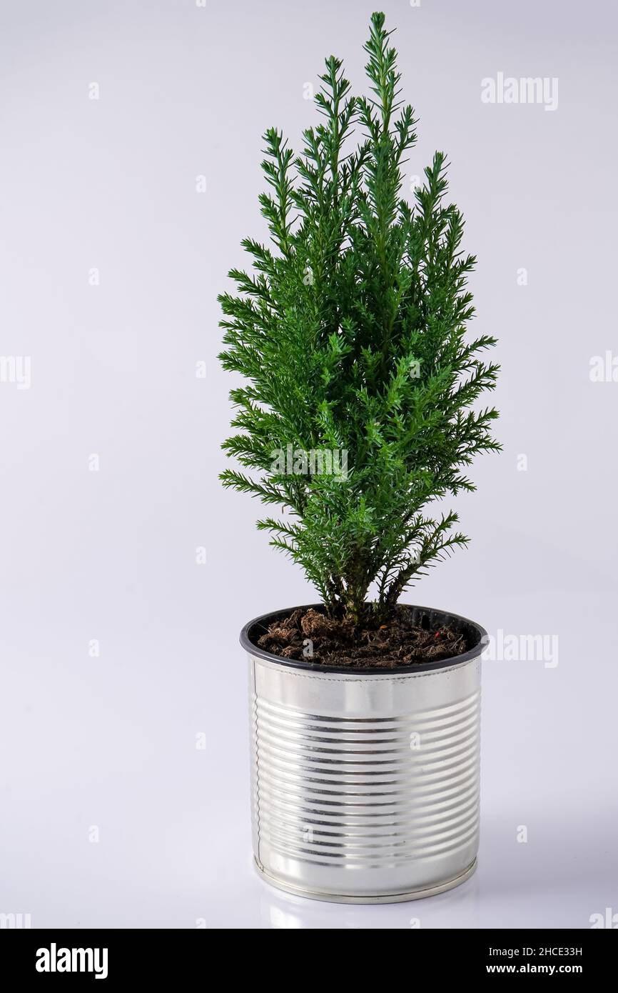 The cypress is green. Coniferous house plant. Christmas tree in a pot