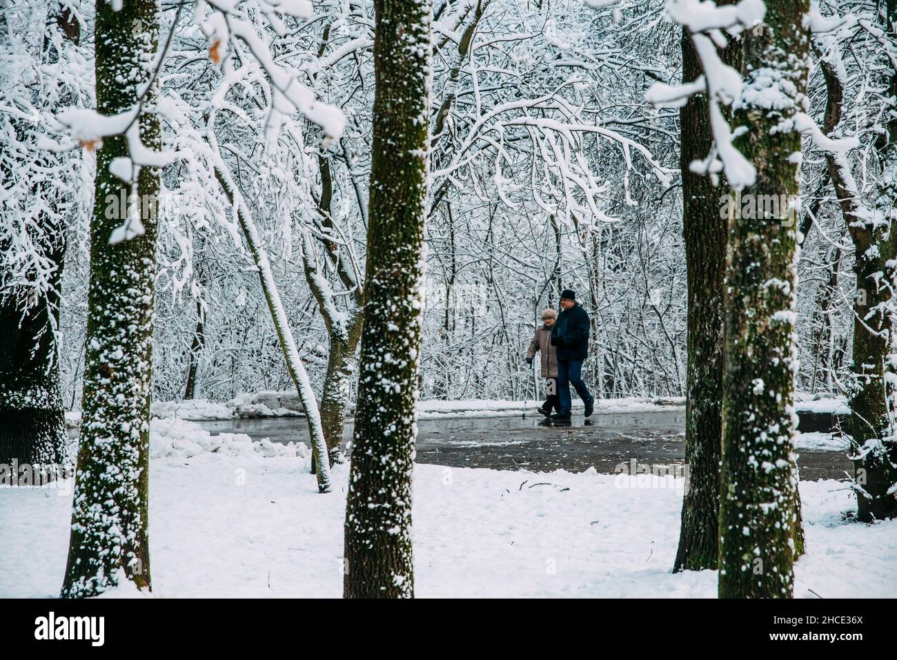 Elderly couple walk together in the winter snow weather. Trees and ...