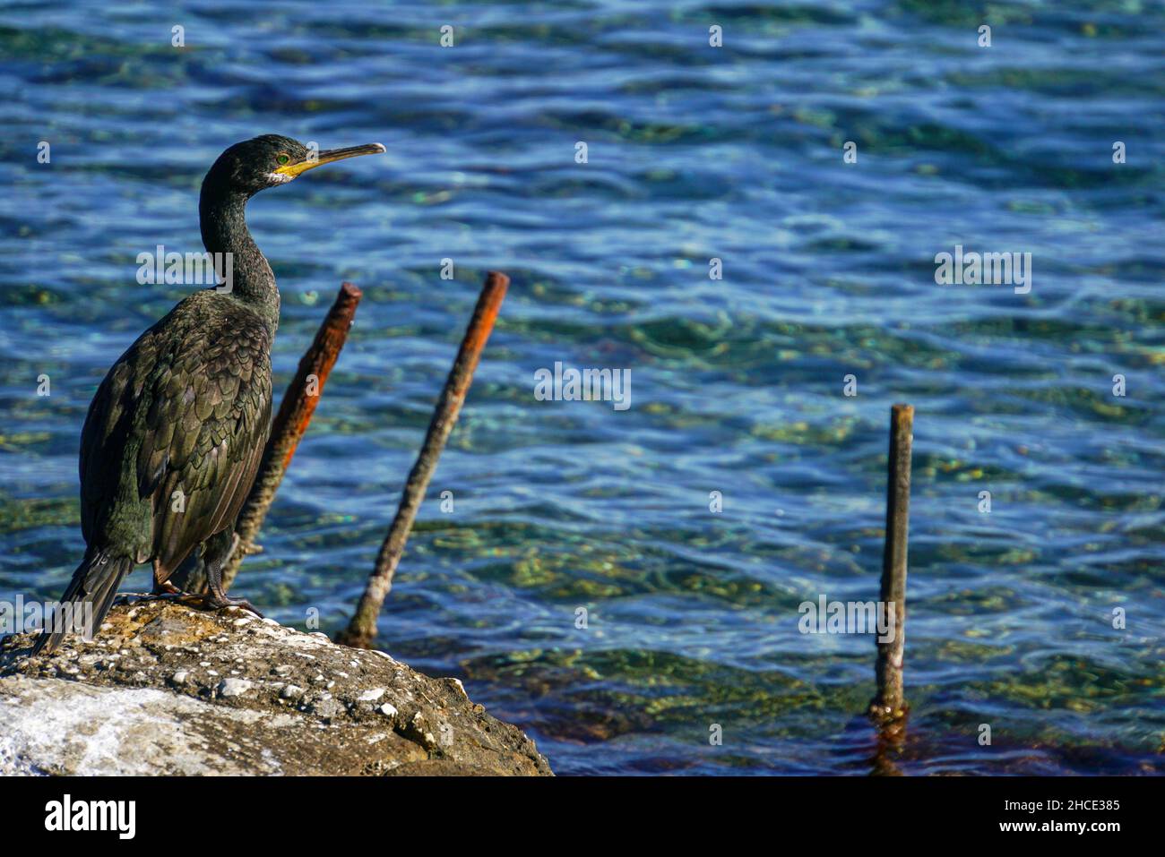 European shag or common shag (Phalacrocorax aristotelis) is a species of cormorant. It breeds around the rocky coasts of western and southern Europe, Stock Photo