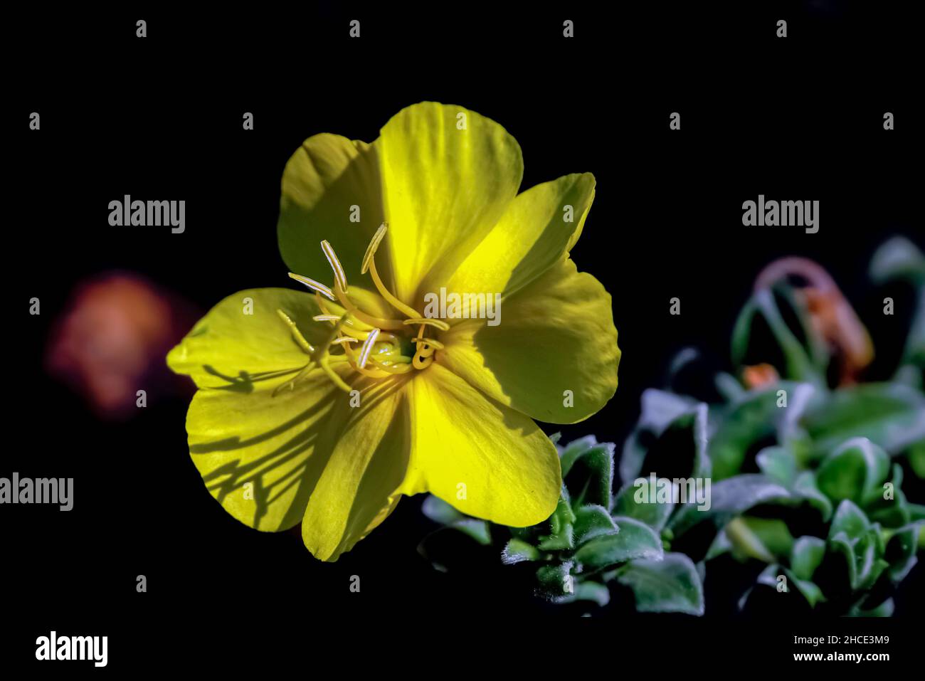 Evening Primrose (Oenothera drummondii) The evening primrose is cultivated for its seed oil, which is extracted from the many tiny seeds produced by e Stock Photo