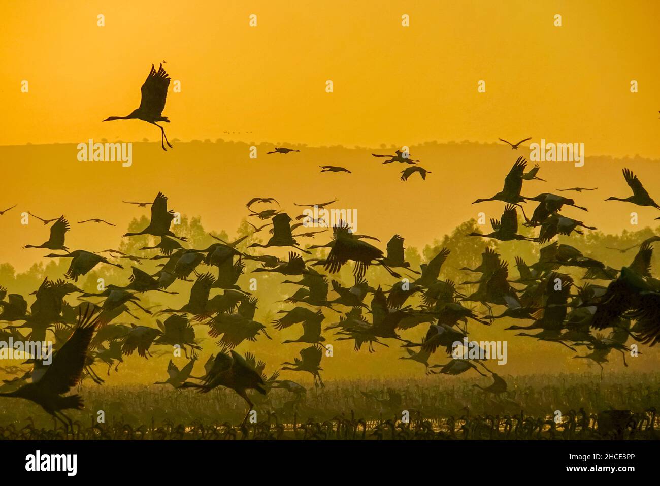 Common crane (Grus grus) Silhouetted at dawn. Photographed in the Hula Valley, Israel, in January Stock Photo