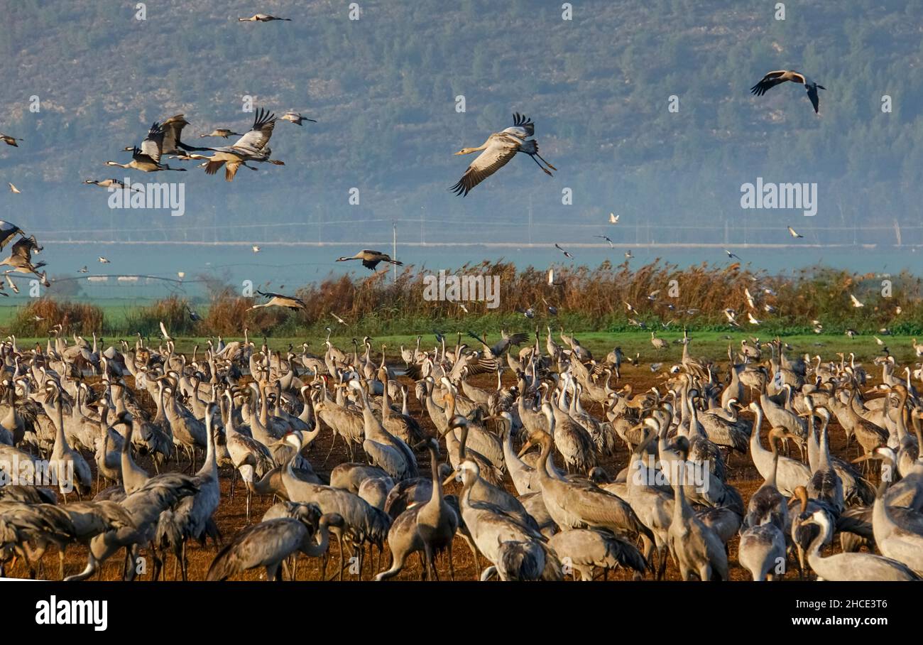 Grey Cranes (Grus grus) Photographed at the Agamon lake, Hula Valley, Israel, winter January Stock Photo