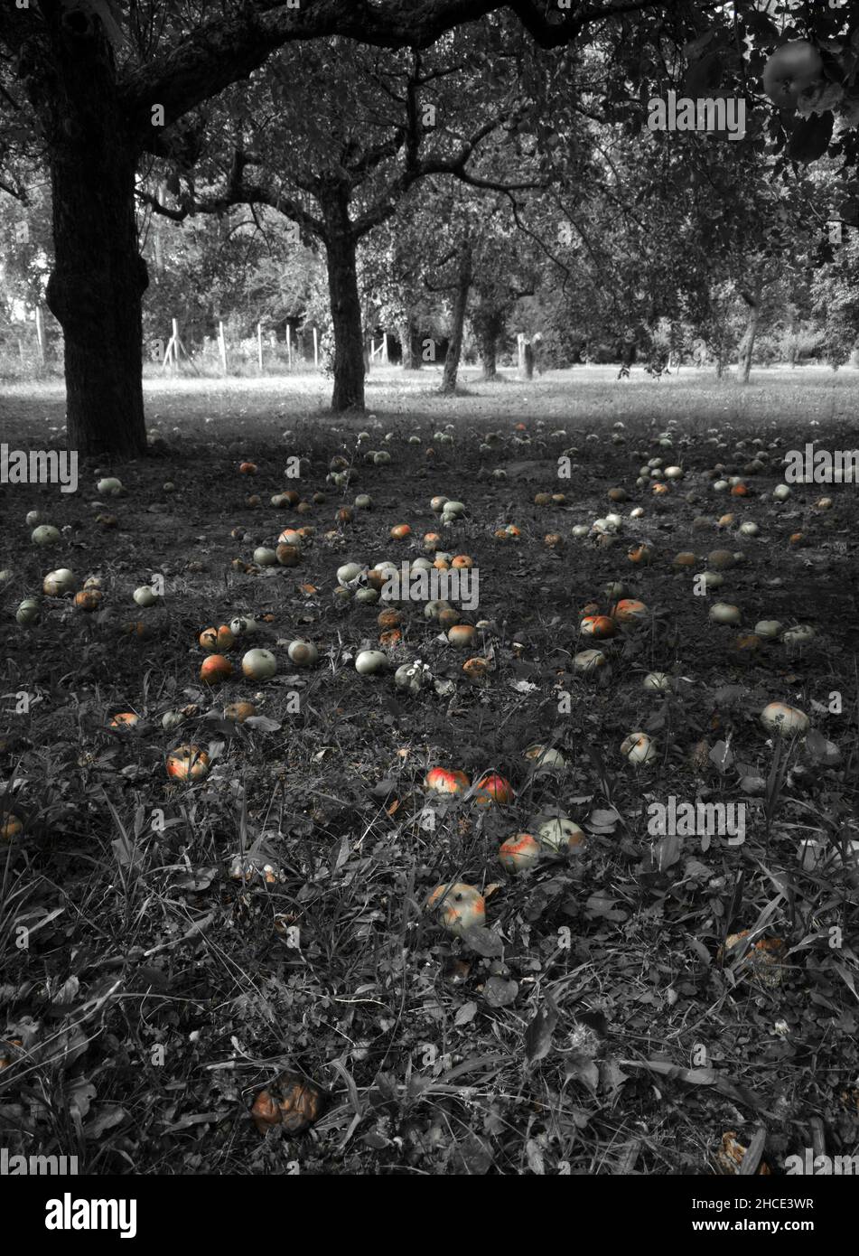Lost harvest. Overripe apples fell on the ground in the garden. Stock Photo