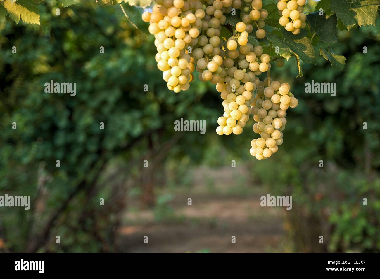Bunches of grapes against vineyard Stock Photo