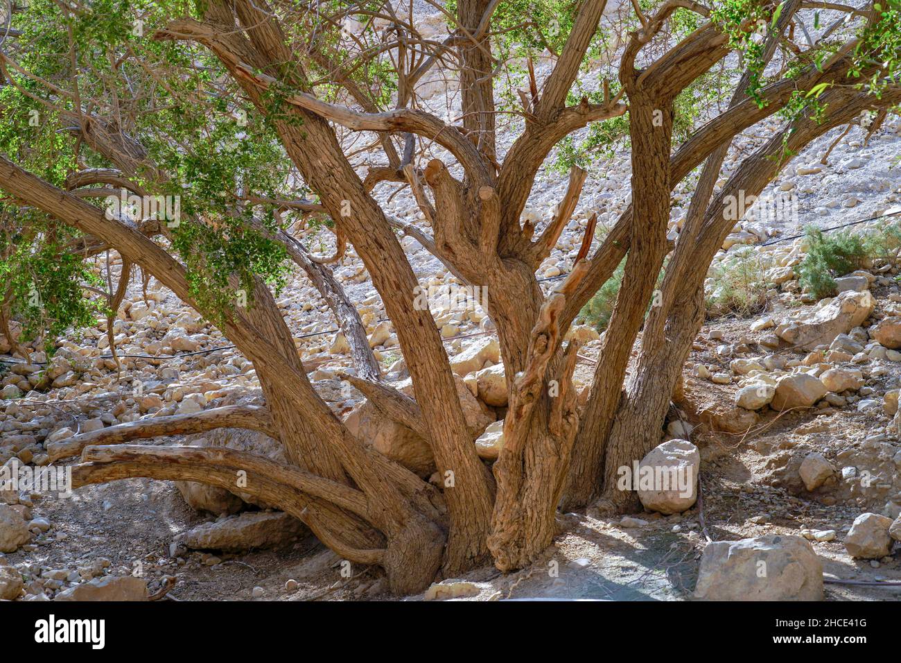 Lone Acacia Tree in an arid desert. Photographed in The Dead Sea, Israel Stock Photo
