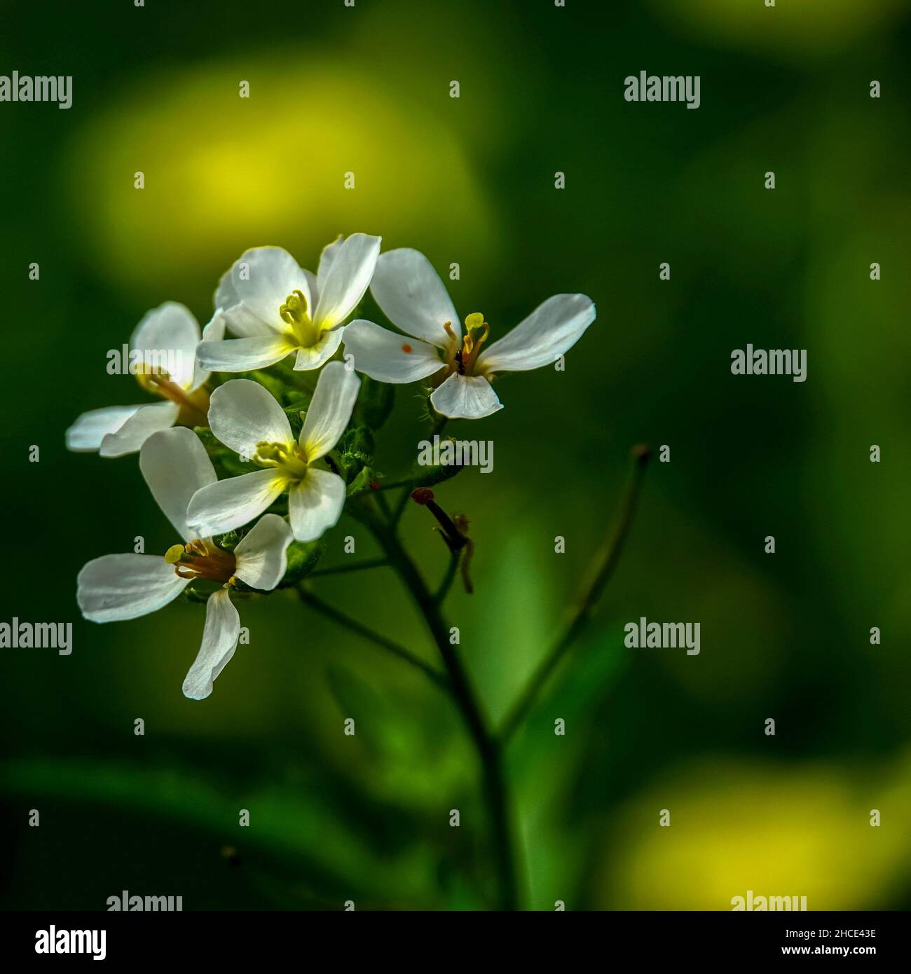 Selective focus of a White flower growing on a long stem Stock Photo