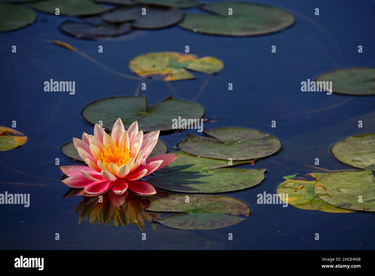 Orange water lily in a pond Stock Photo