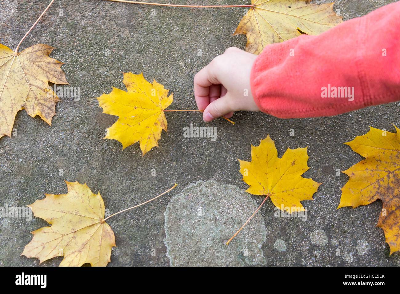Top view of crop unrecognizable person putting withered yellow maple leaf on stone surface with fallen foliage in nature on autumn day Stock Photo