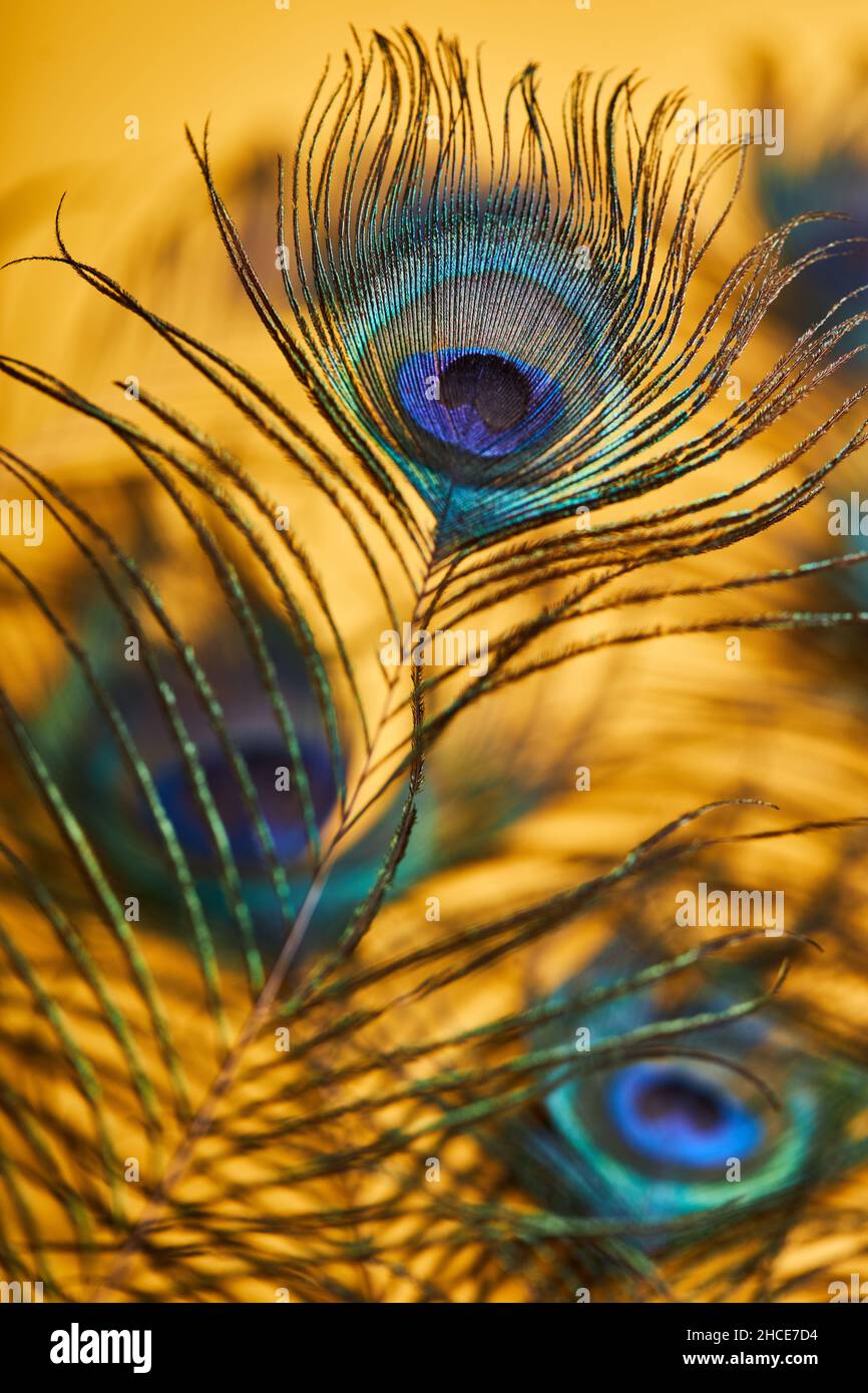 Soft focus of various bright decorative exotic peacock feathers with thin  stems placed on yellow background in light modern studio Stock Photo - Alamy