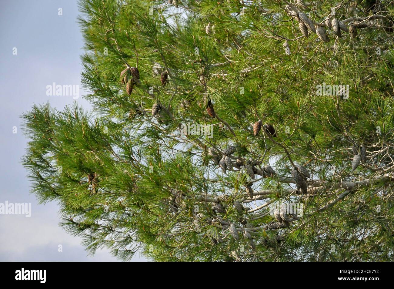 Pinus halepensis, commonly known as the Aleppo pine, is a pine native