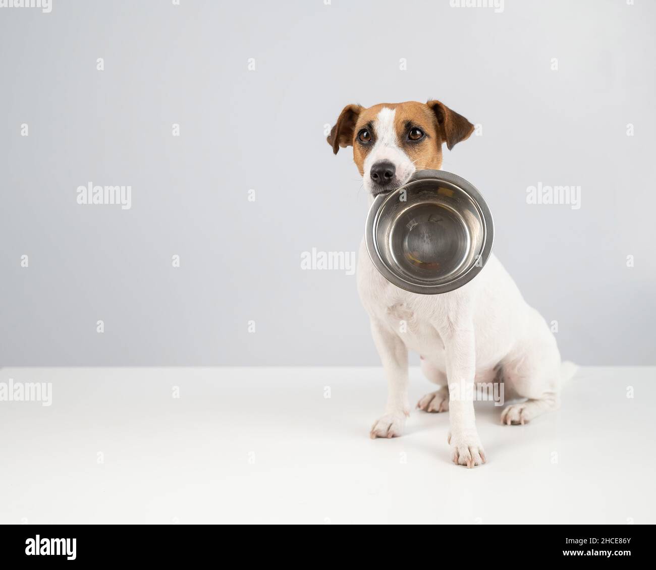 How Much Food Does A Jack Russell Need