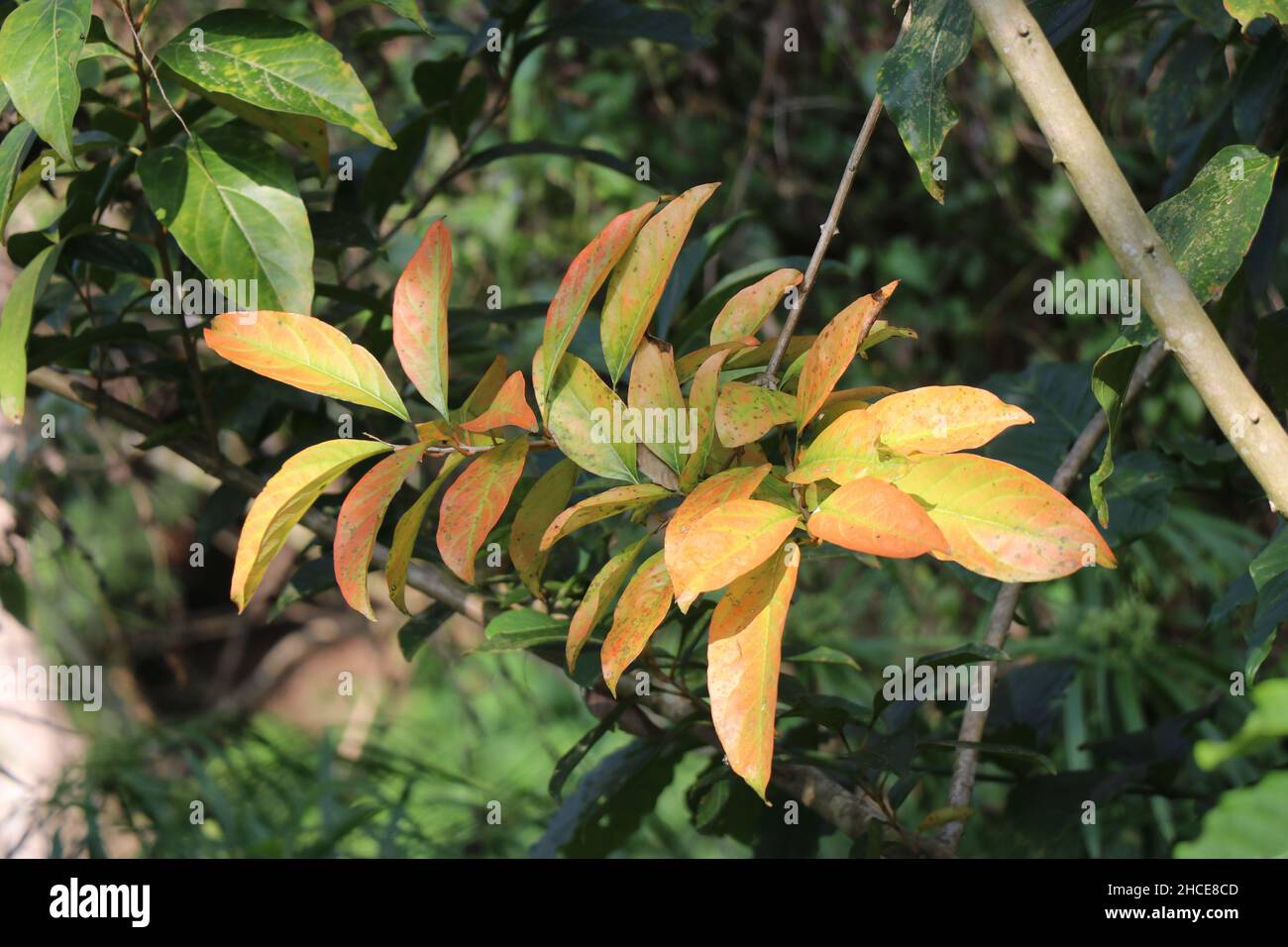 A mix of orange yellow colored leaves on a tree branch with showers of