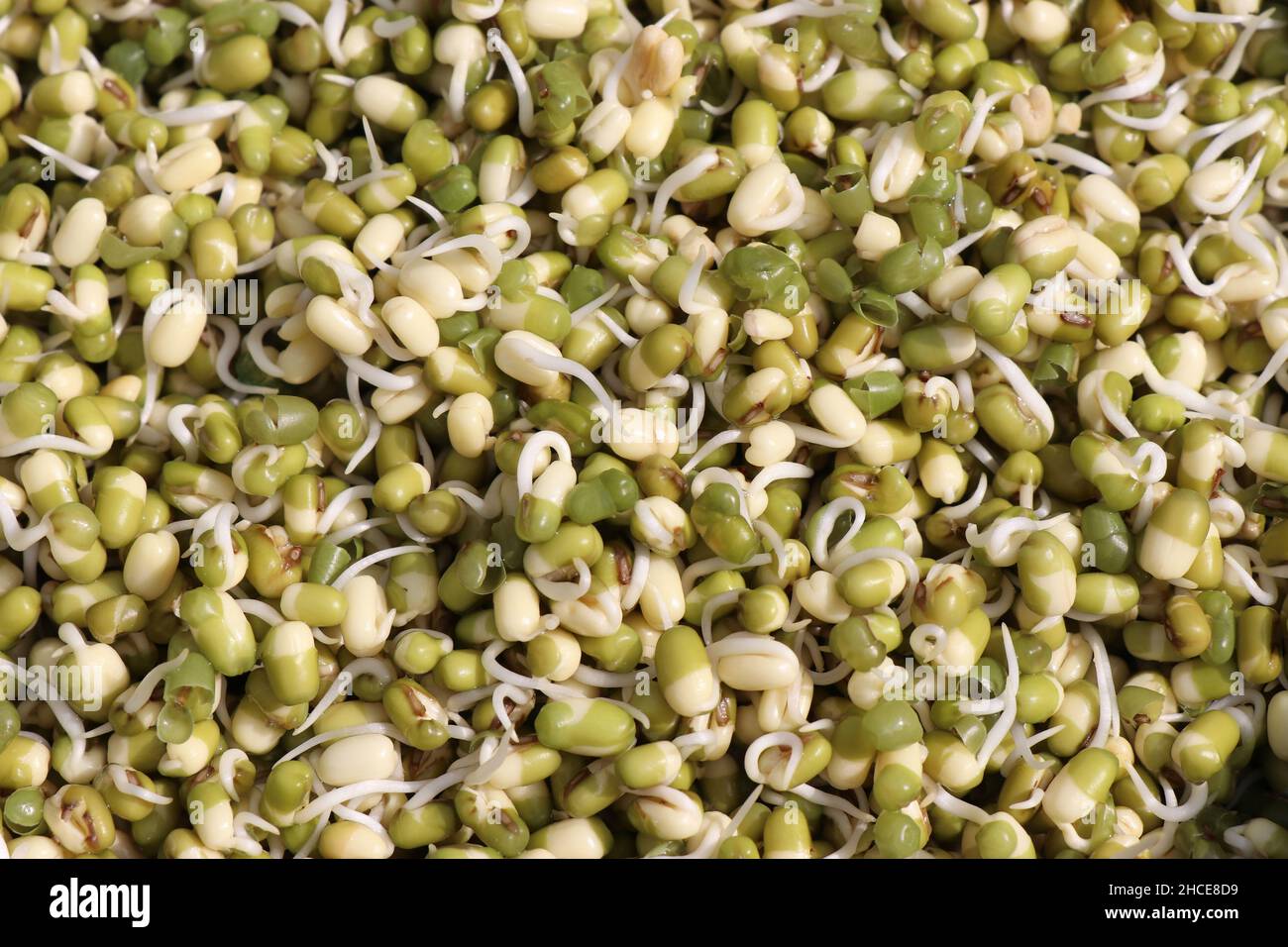 Green gram sprouts close up view which is a healthy food consumed as a salad Stock Photo