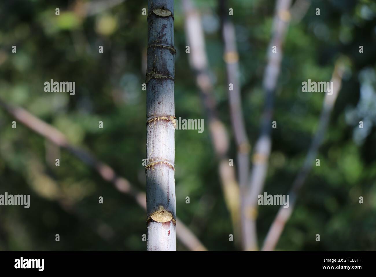 Ricinus communis or Castor plant trunk closeup with showers of sunlight ...