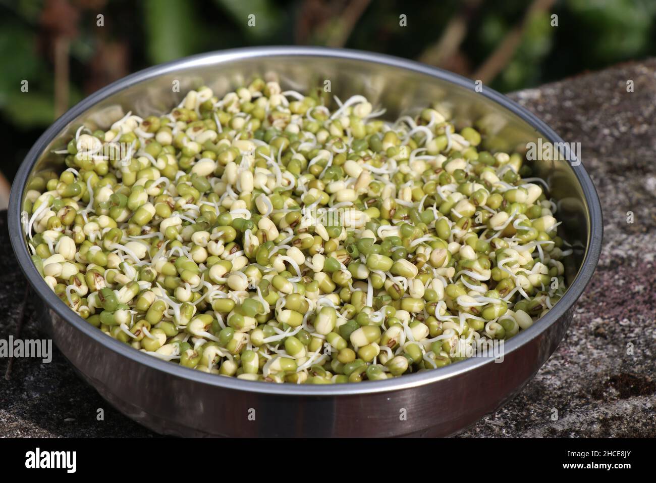 Bowl of green gram sprouts ready to eat or for growing, Germinated mung beans Stock Photo