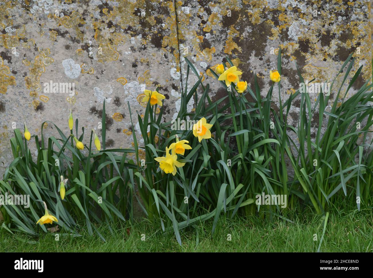 daffodils growing by gravestones Stock Photo Alamy