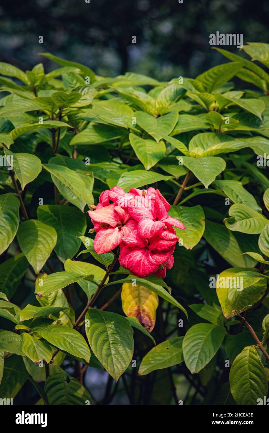 Beautiful Mussaenda philippica flowers branch with leaves background Stock Photo