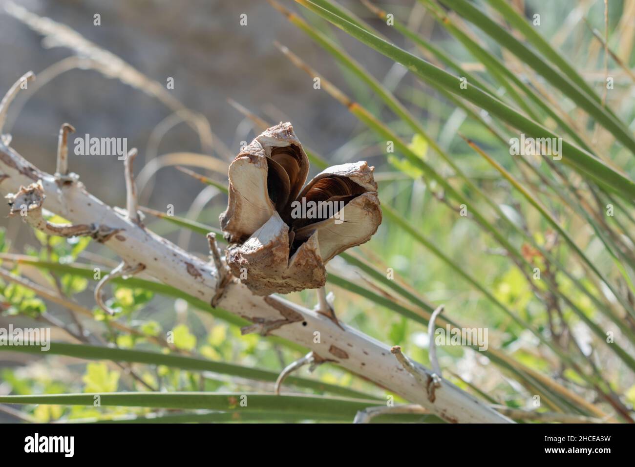 Dried dry branch hi-res stock photography and images - Alamy