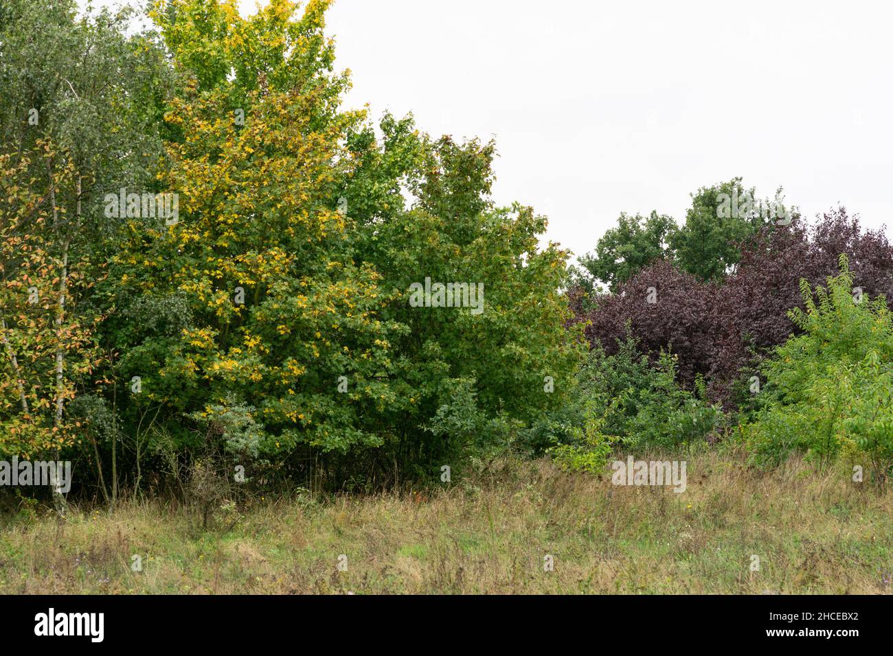 Field with trees under a cloudy sky Stock Photo - Alamy