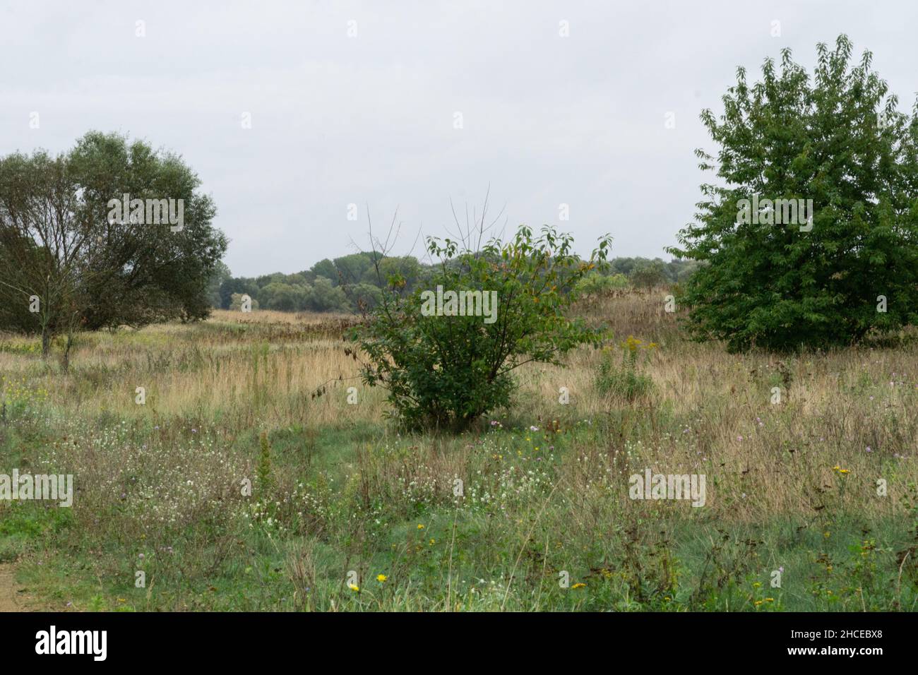Field with trees under a cloudy sky Stock Photo - Alamy
