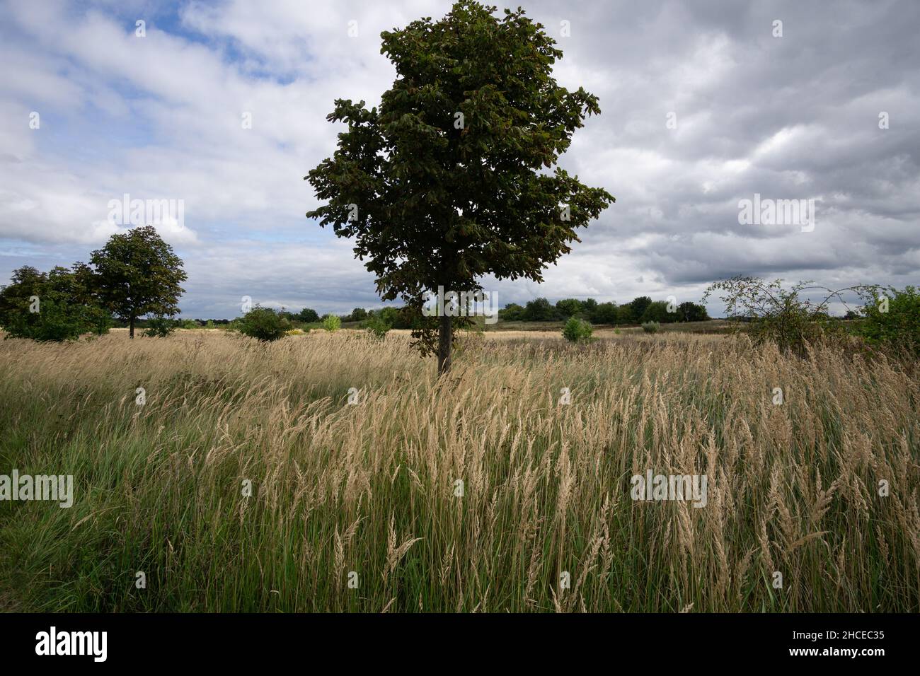 Field with trees under a cloudy sky Stock Photo - Alamy