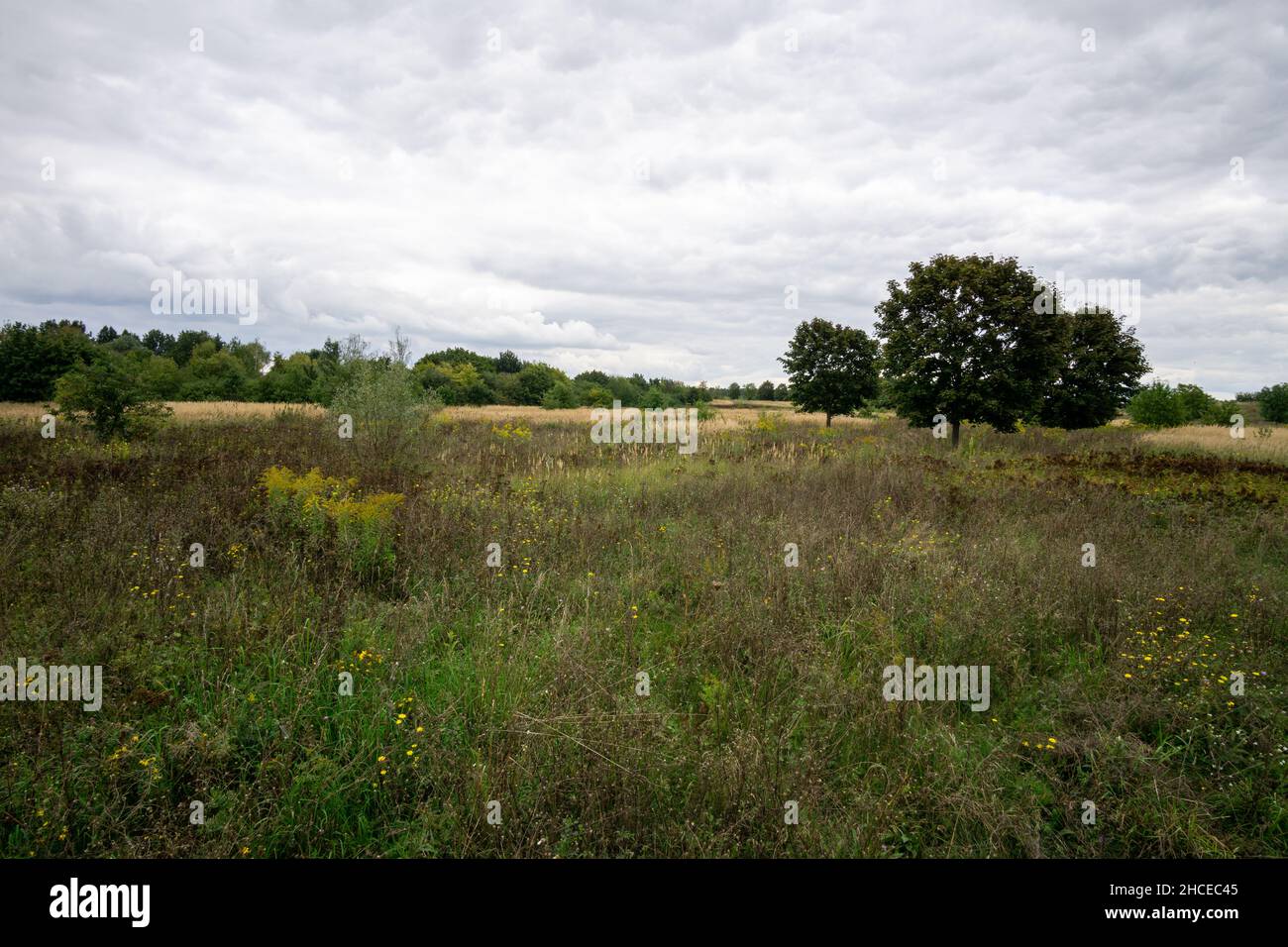 Field with trees under a cloudy sky Stock Photo - Alamy