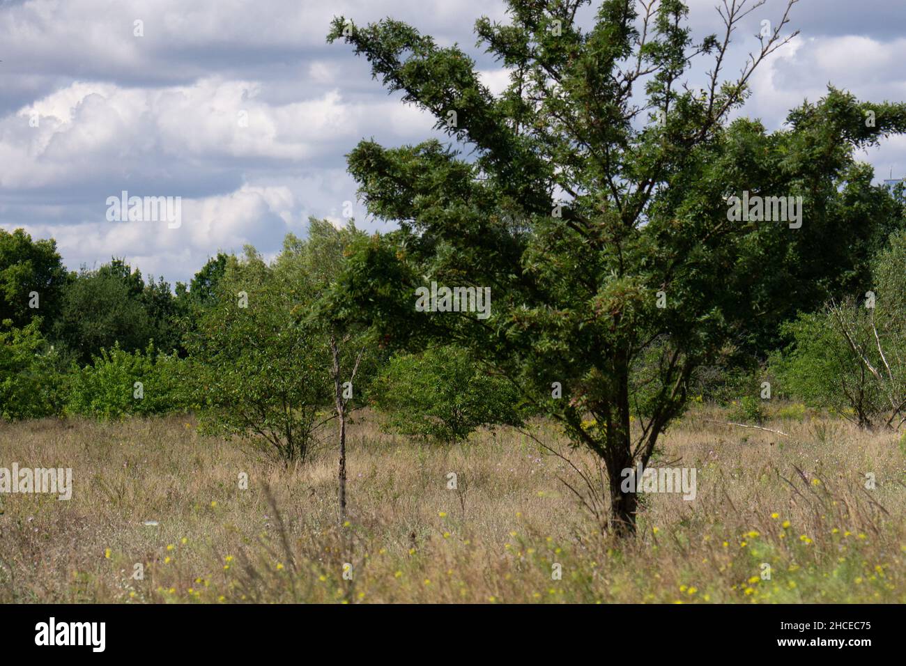 Field with trees under a cloudy sky Stock Photo - Alamy
