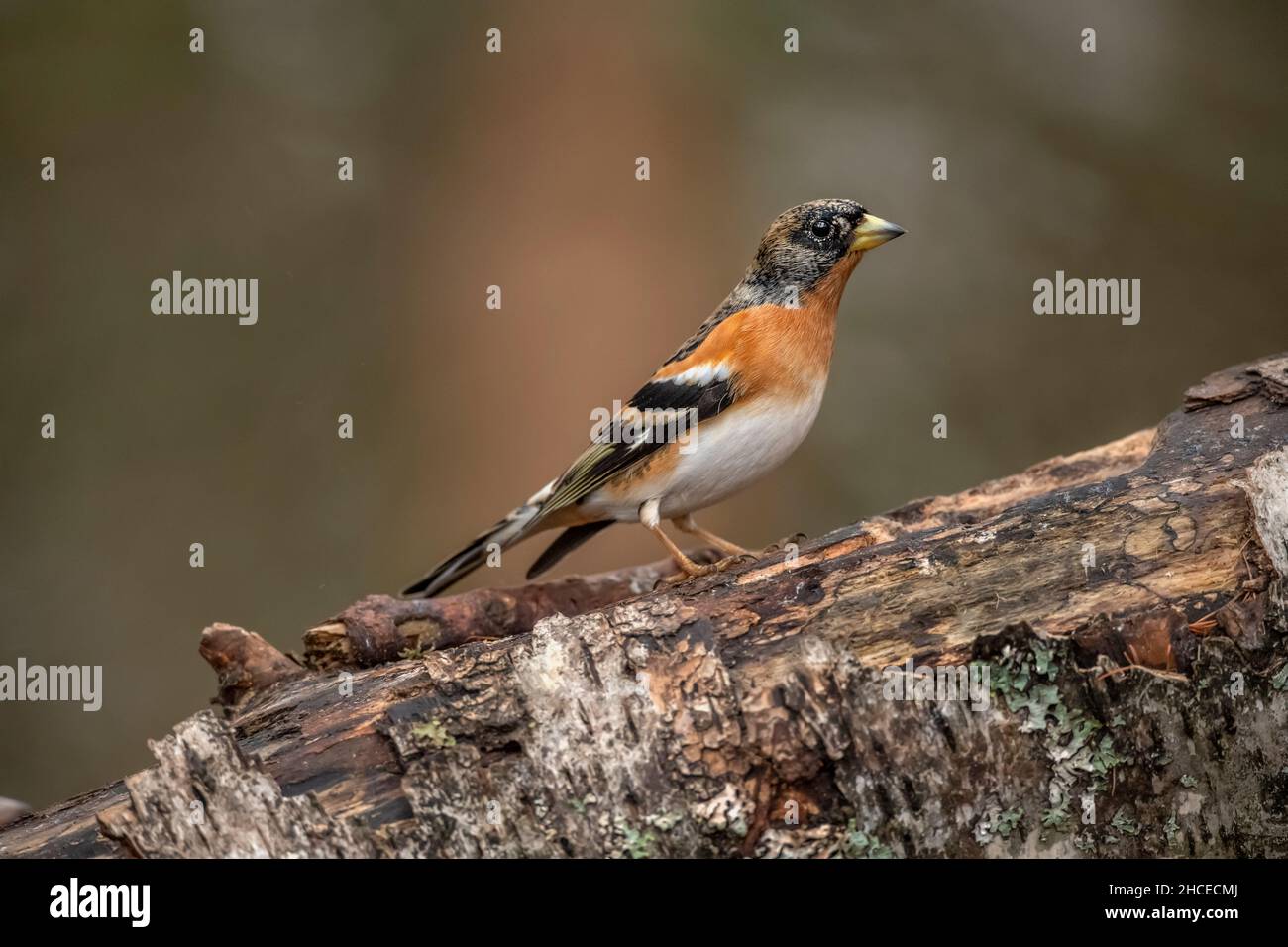 Brambling male perched on a branch in a wood in the winter close up in Scotland, uk Stock Photo