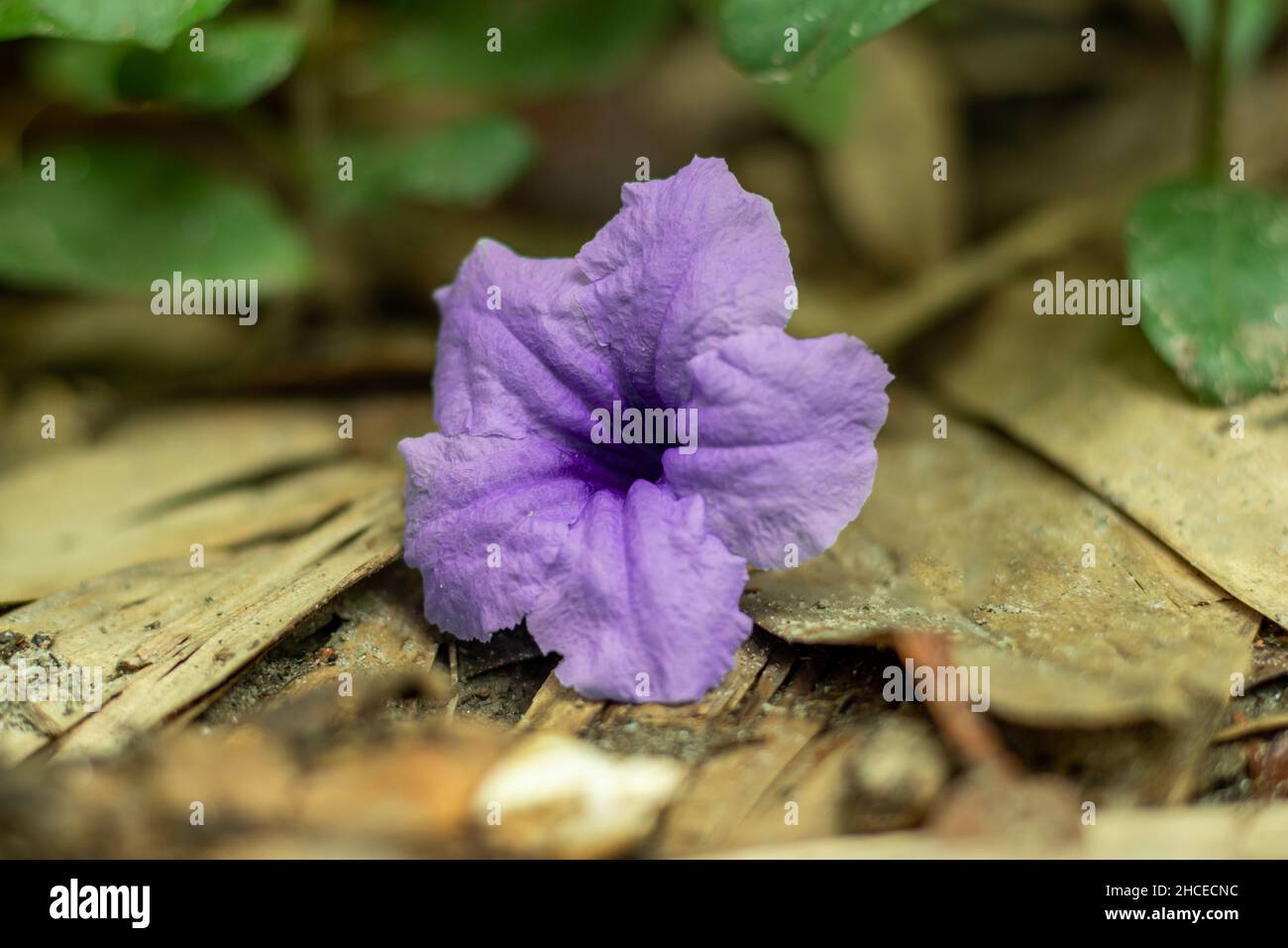 Ruellia tuberosa also known as minnieroot,snapdragon root and sheep potato is a species of flowering plant in the family of acanthaceae and it's a wil Stock Photo