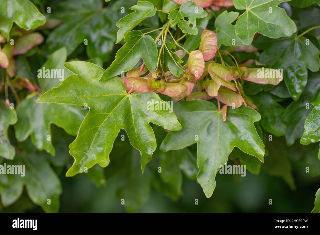 Field Maple. (Acer campestre). Leaves in summer with growing paired winged fruits containing the seeds. Leaf, foliage, typical shaped wings tinged . Stock Photo