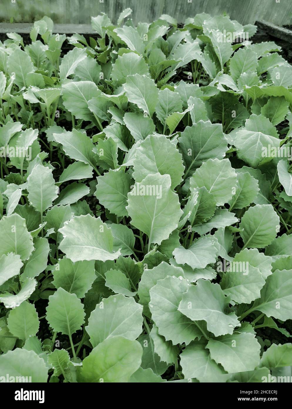 In the ground of the greenhouse, seedlings of young cabbage plants are