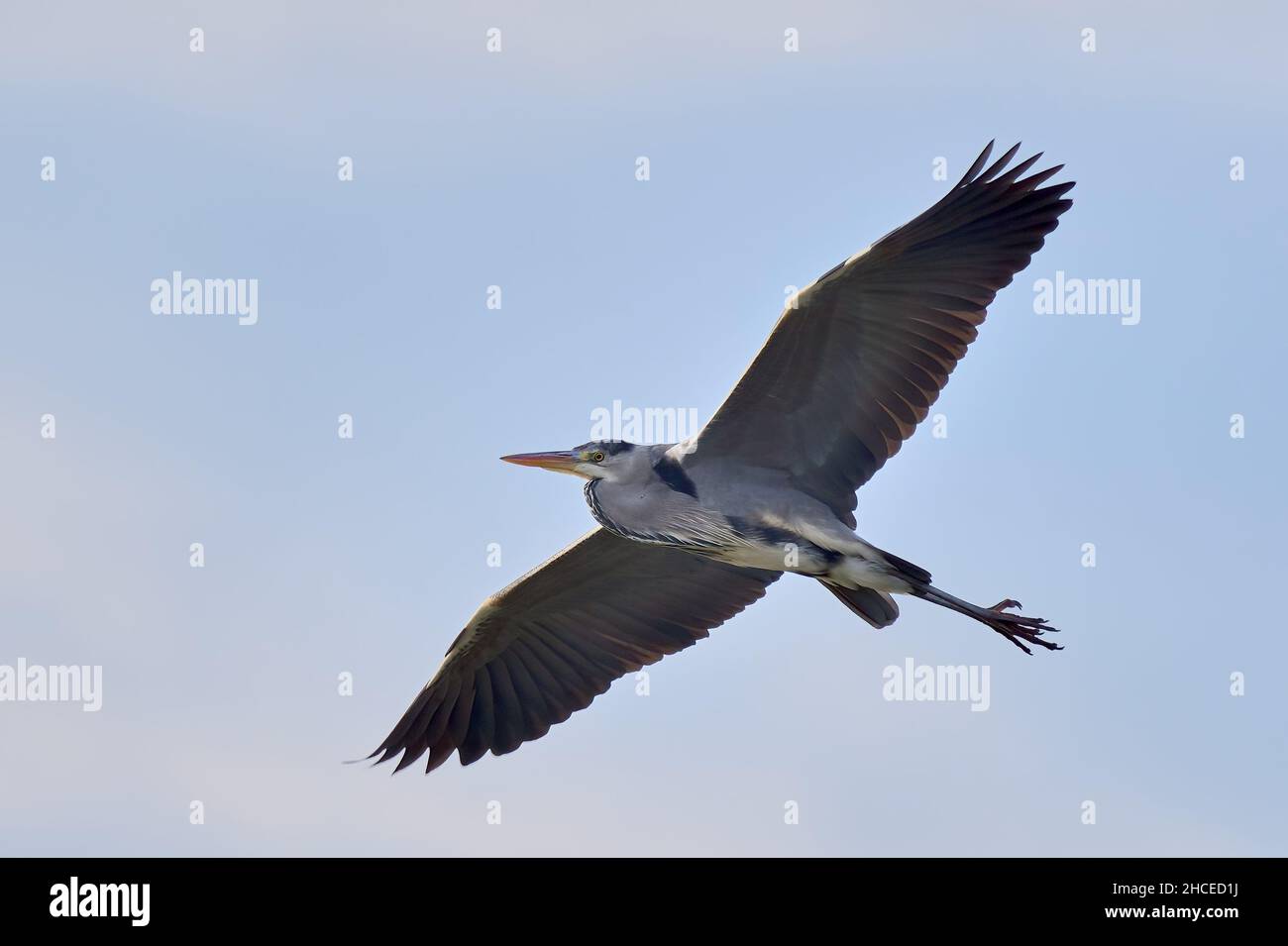 Grey heron bird in flight. Flying in the blue sky. With its slow flapping wings and its long legs held out behind it. Genus Ardea cinerea. Stock Photo